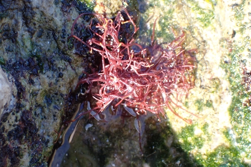 Fine Tips (Hypnea tenuis)