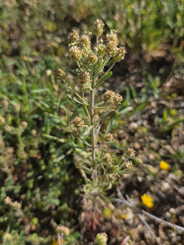 Image of Plantago afra by (c) Jacek Pietruszewski, some rights reserved (CC BY)