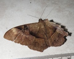 Cyligramma limacina