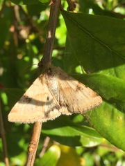 Heliothis