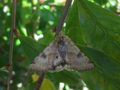 Heliothis