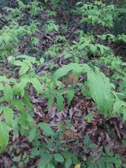 Buckleya distichophylla