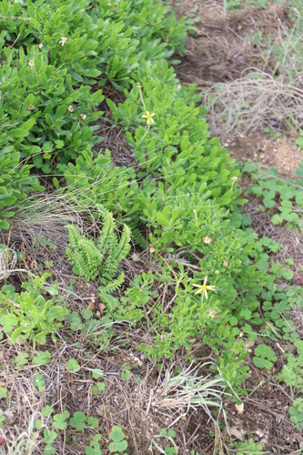 Image of Othonna arborescens by (c) Tony Rebelo, some rights reserved (CC BY-SA)