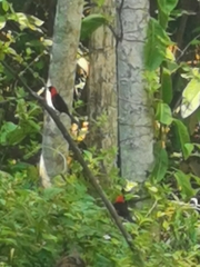 Ramphocelus nigrogularis