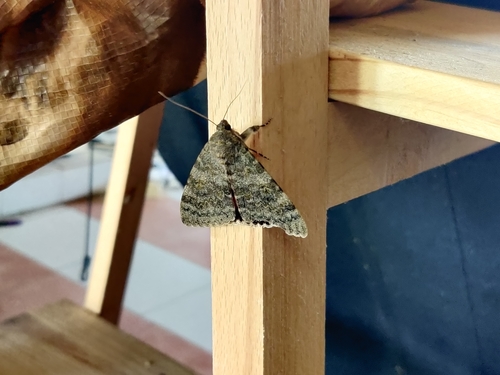 French Red Underwing