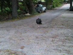 Meleagris gallopavo intermedia