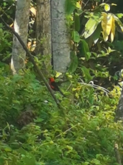 Ramphocelus nigrogularis