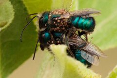 Chaetodactylus claudus