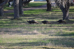 Meleagris gallopavo intermedia