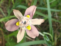 Moraea vegeta