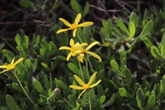 Othonna arborescens