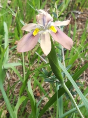 Moraea vegeta