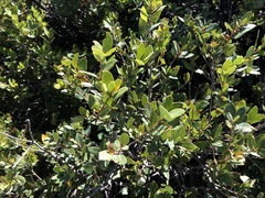Quercus vacciniifolia