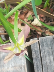 Moraea vegeta