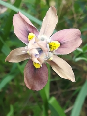Moraea vegeta