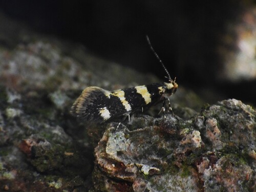 Denisia luctuosella