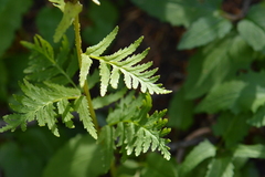 Pedicularis bracteosa