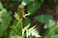 Pedicularis bracteosa