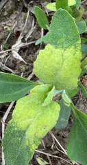 Míldio (Peronospora farinosa)