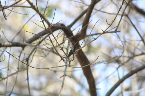 Golden-crowned Emerald (Cynanthus auriceps), photo 5