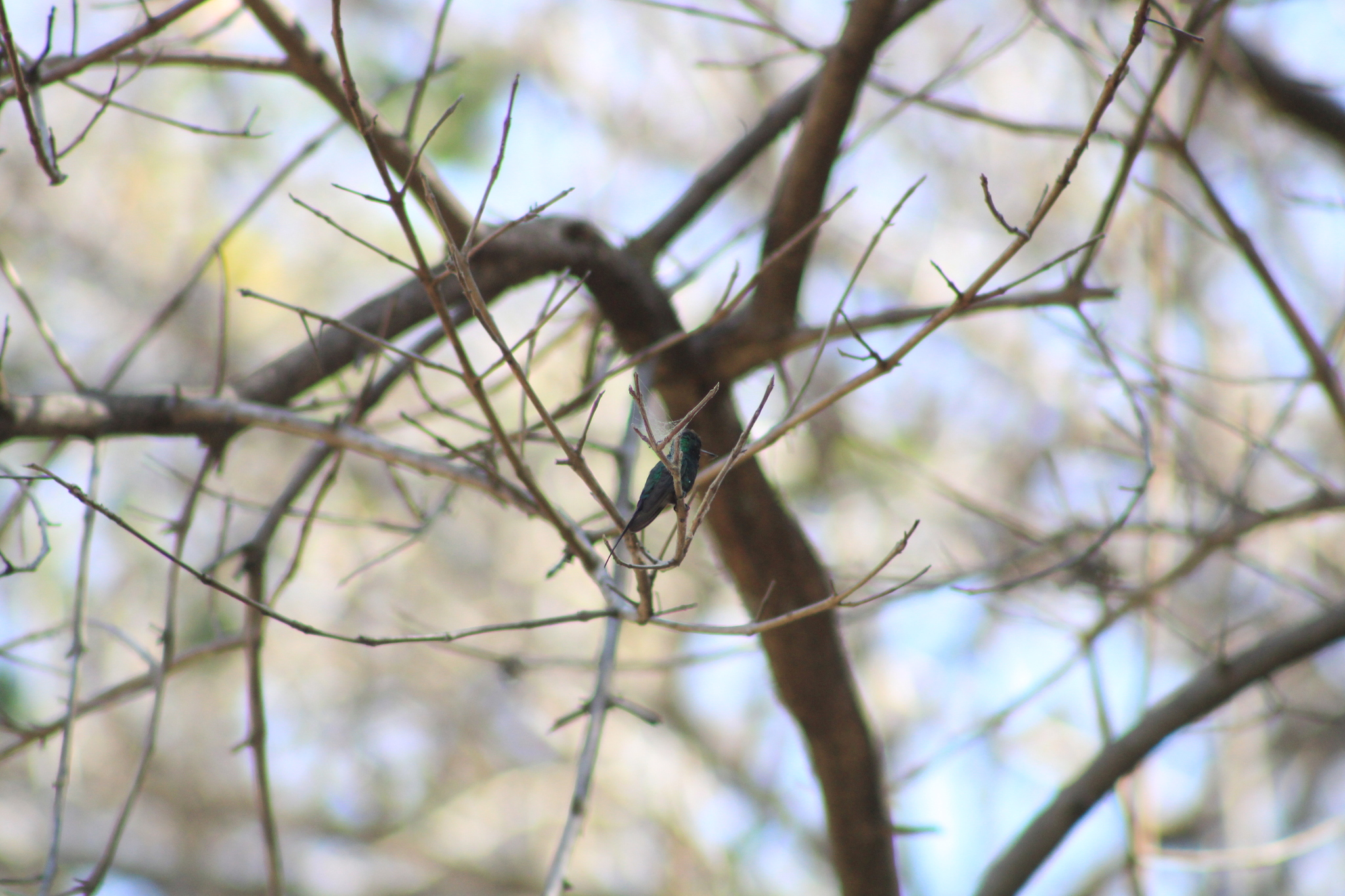 Golden-crowned Emerald (Cynanthus auriceps), photo 3