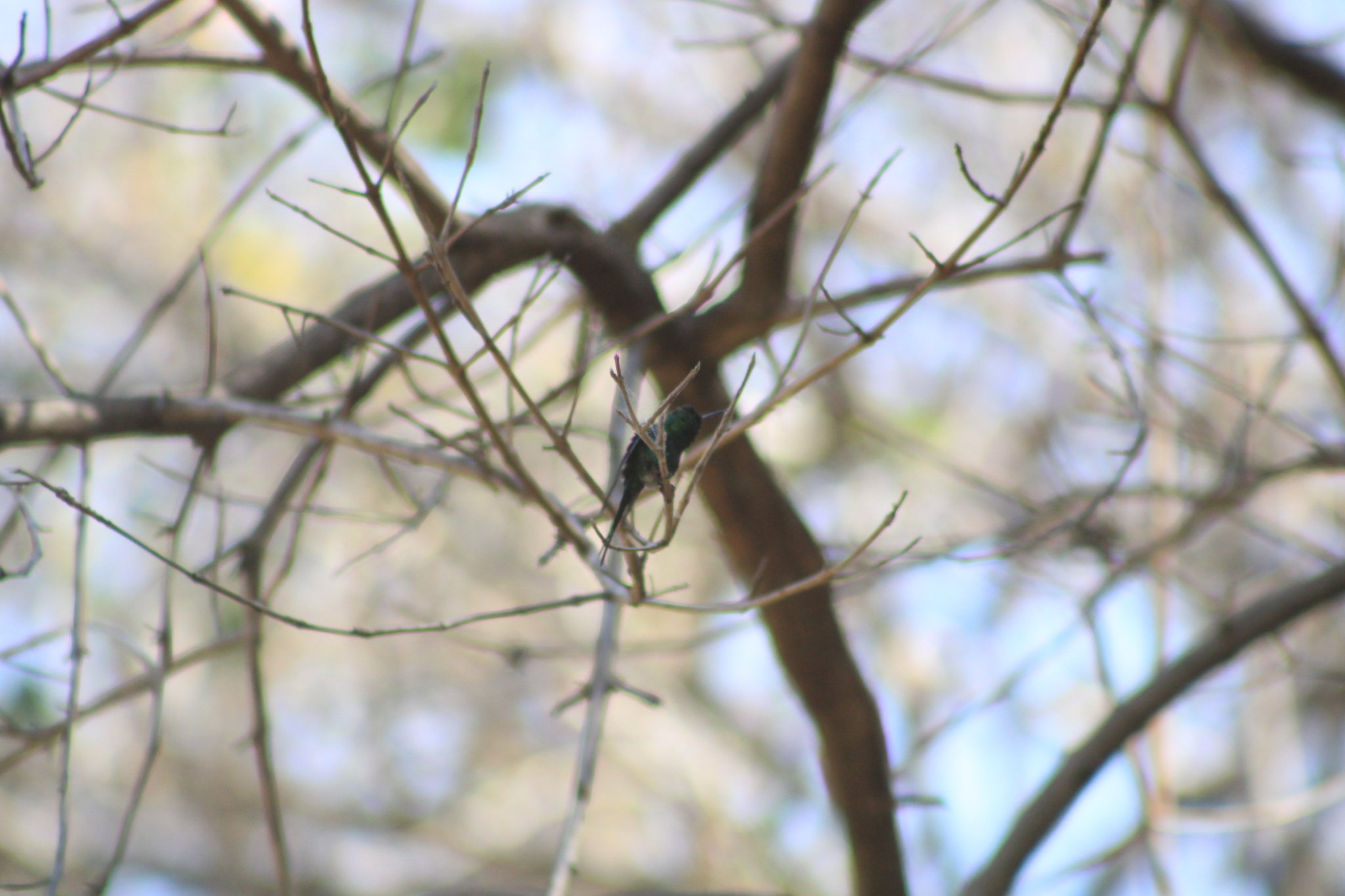 Golden-crowned Emerald (Cynanthus auriceps), photo 4