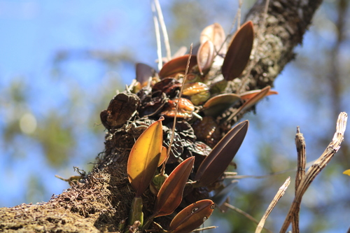 Image of Laelia rubescens by (c) Luis F. Ramírez, some rights reserved (CC BY)