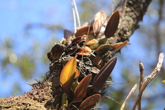 Laelia rubescens, photograph (c) Luis F. Ramírez, some rights reserved (CC BY)