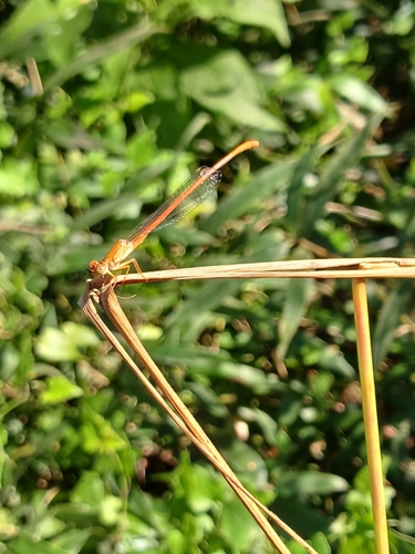 Common Citril photo 4
