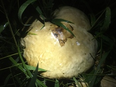 Chlorophyllum molybdites image