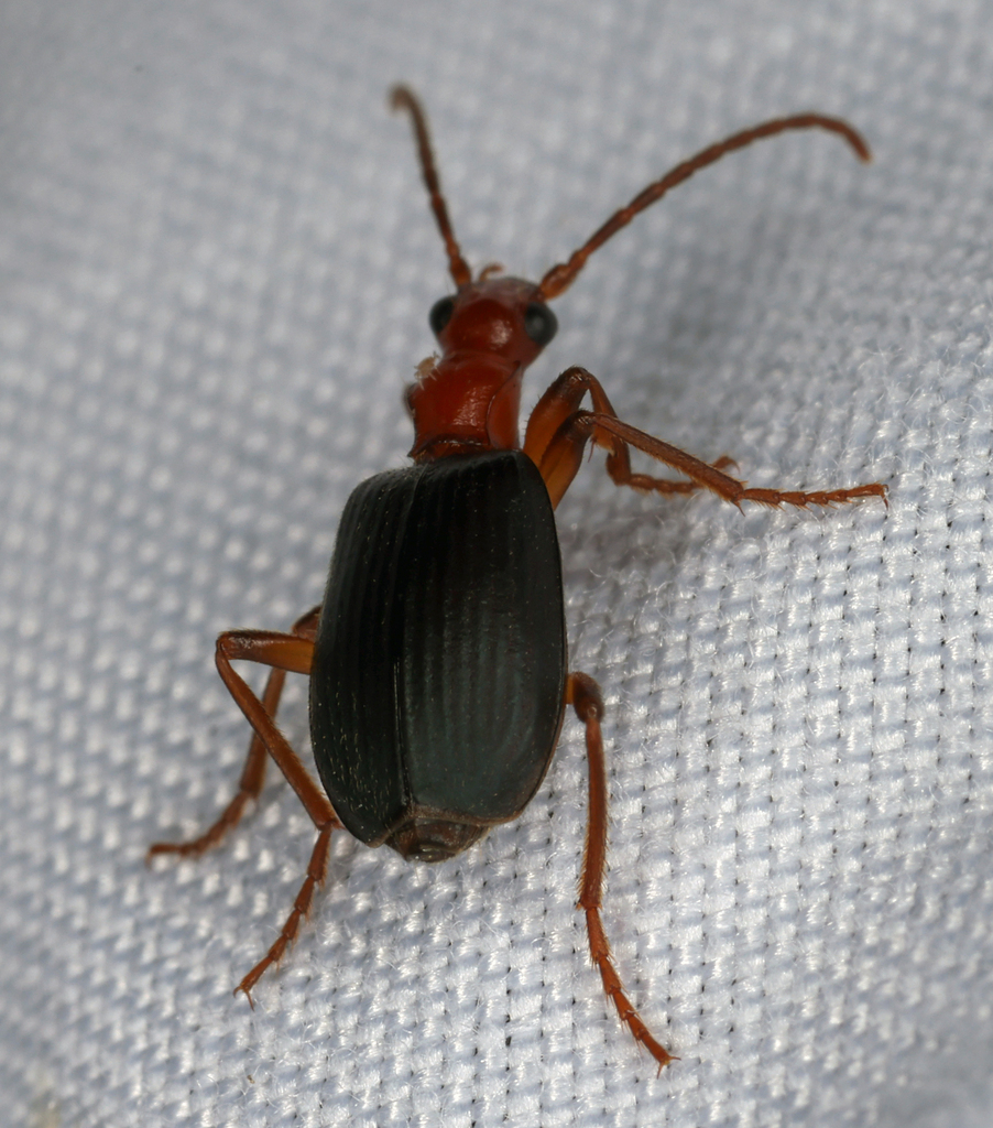 Brachinus geniculatus