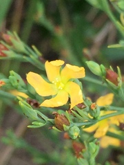 Hypericum drummondii