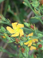 Hypericum drummondii