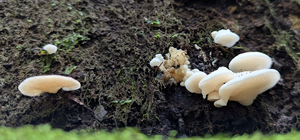 Favolaschia pustulosa · April 2025 · photo: © nic_charlton (iNaturalist, cc-by)