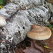 Birch Polypore - Photo (c) Ira Reinhart-Smith, some rights reserved (CC BY-NC), uploaded by Ira Reinhart-Smith
