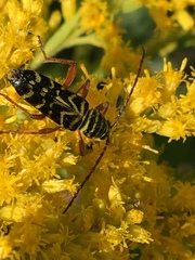 Megacyllene robiniae