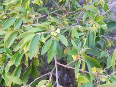 Neopringlea