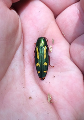 Buprestis rufipes