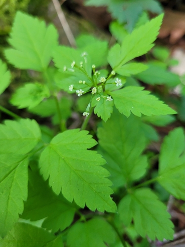 Osmorhiza berteroi