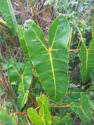 Foto de Philodendron billietiae