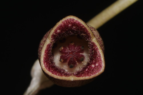 Virginia heartleaf (Hexastylis virginica)