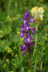 Orchis mascula