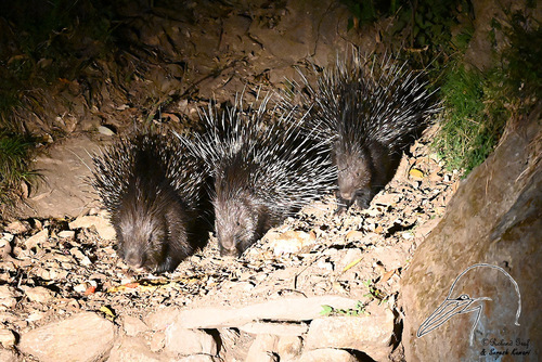 Indian Crested Porcupine, Uttarakhand, IN, photo 9 of 10