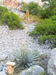 Dasylirion berlandieri