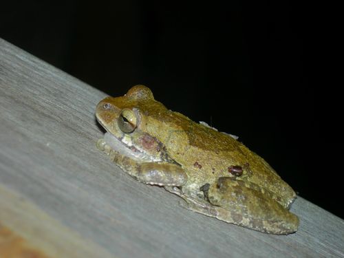 Smilisca baudinii