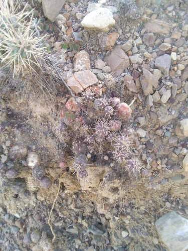 Image of Sheathed cholla by no rights reserved