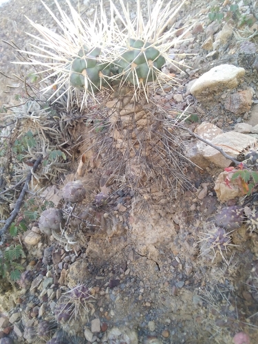 Image of Cylindropuntia tunicata by no rights reserved