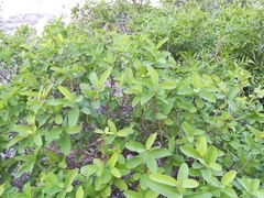 Karwinskia humboldtiana