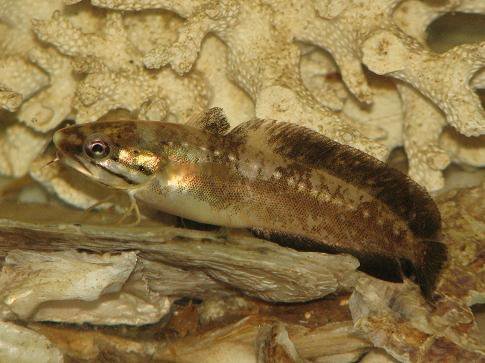 Southern Codling