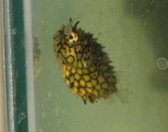 Chilomycterus antillarum